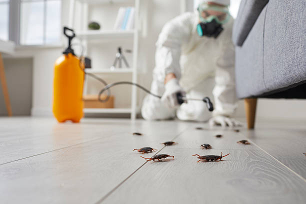 Commercial Kitchen Cockroach Control in Hurt